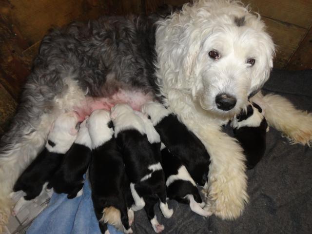 do sheepdogs shed