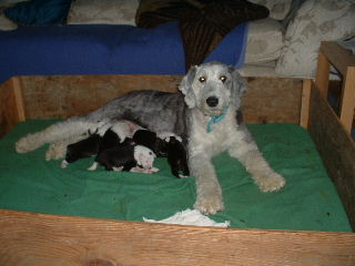 molly%26pups_2010.JPG