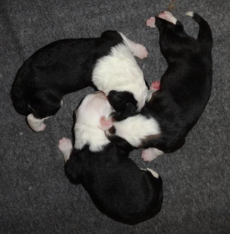 pups_2014.jpg